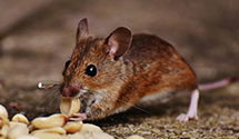 24 Hour & Emergency Exterminators in South St Paul, MN